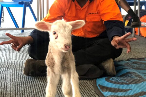 student with sheep